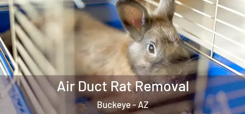 Air Duct Rat Removal Buckeye - AZ
